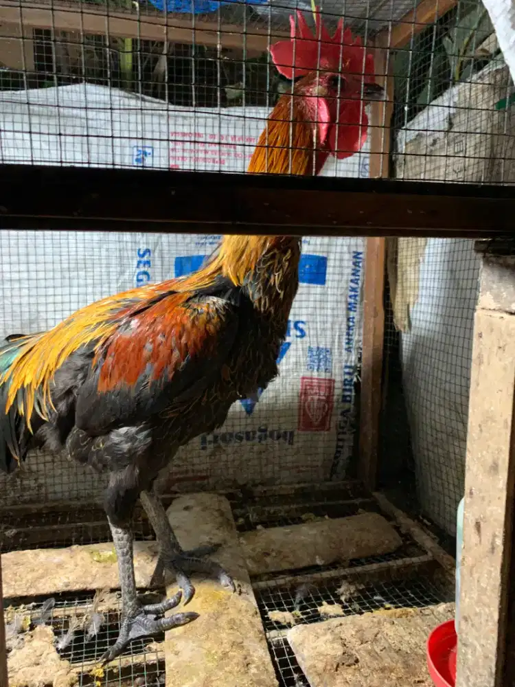 pelung jantan muda belajar bunyi sangat jumbo