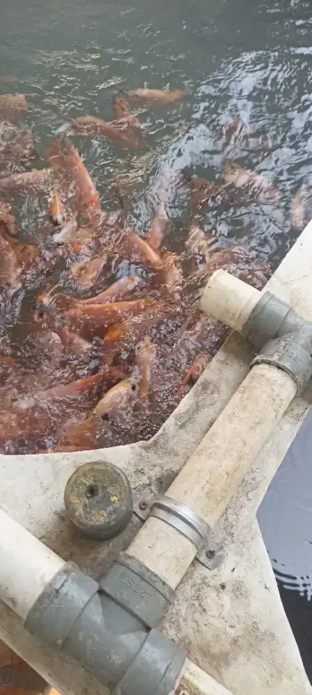 Ikan nila murah