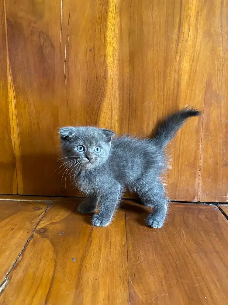 Ready for adopt scottish fold jantan 2 bulan