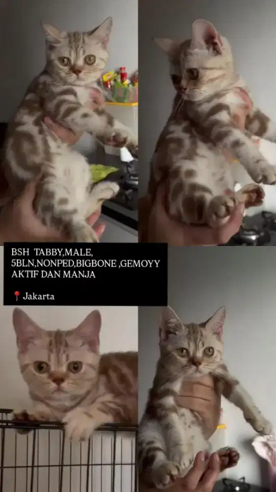 Kucing bsh gembul jualcepat