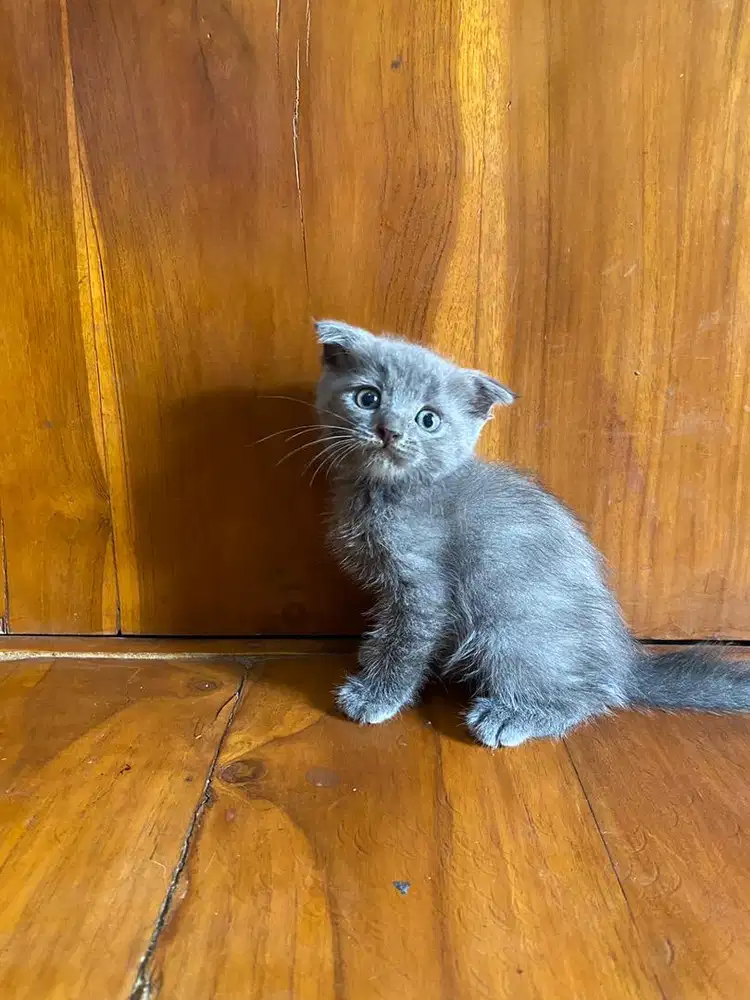 Ready for adopt scottish fold betina 2 bualn
