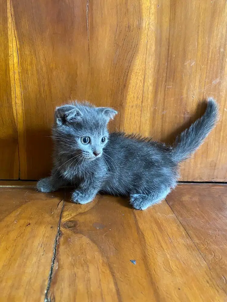 Ready for adopt munchkin gaelic jantan 2 bualan
