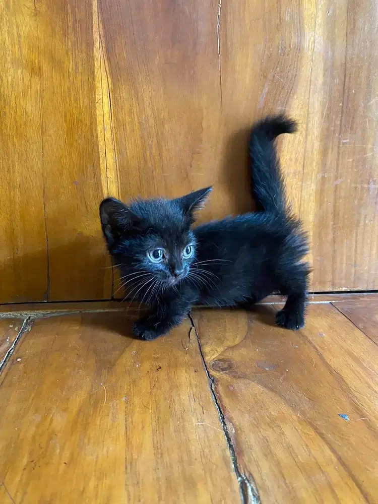Ready for adopt munchkin betina 2 bulan