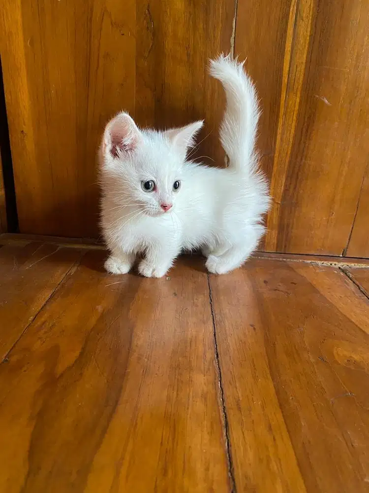 Ready for adopt munchkin jantan 2 bulan