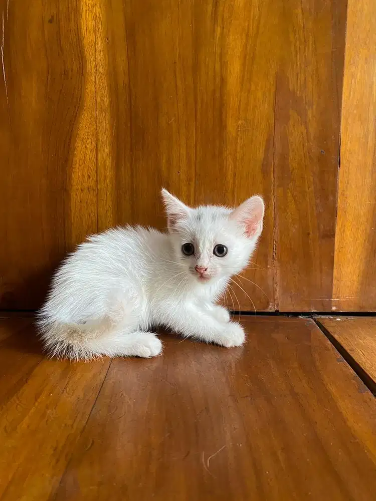 Ready for adopt munchkin NS betina 2 bulan