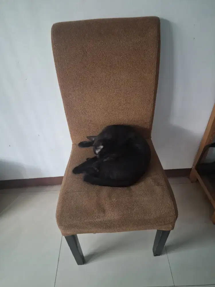 Kursi bangku tempat duduk buat makan dll