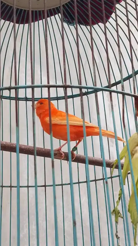 Burung kenari merlok jantan gacor usia setahunan