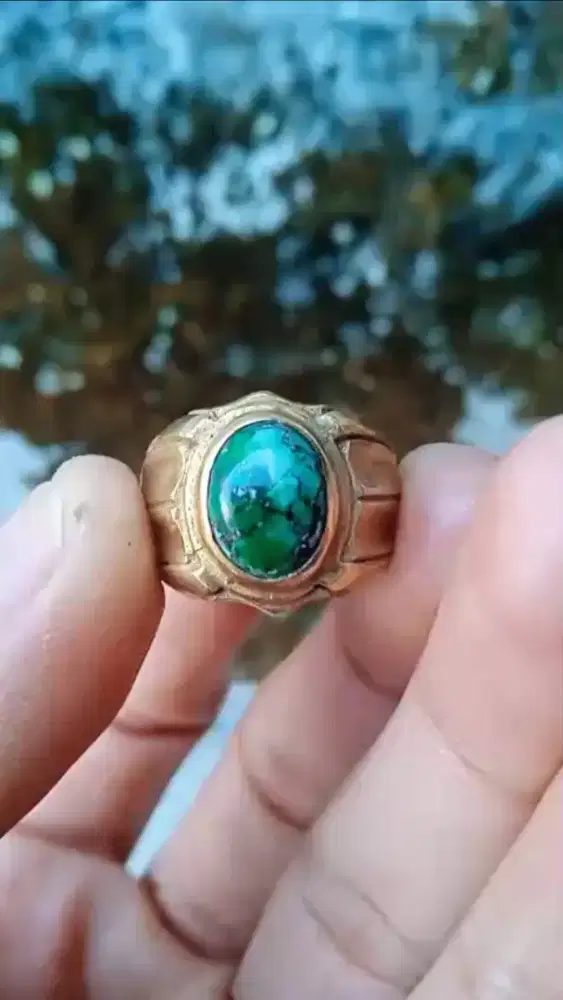 PIRUS PERSIA IJO KEDONDONG