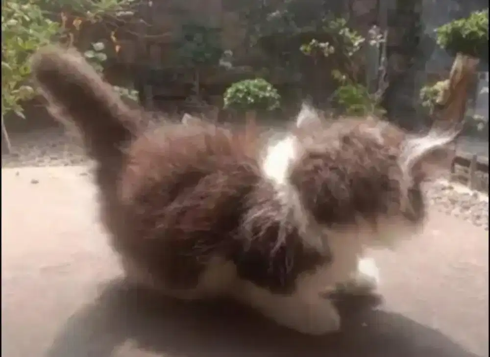 Kucing munchkin