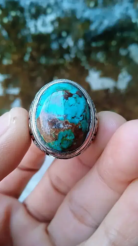 PIRUS PERSIA LAWASAN CEPLOK