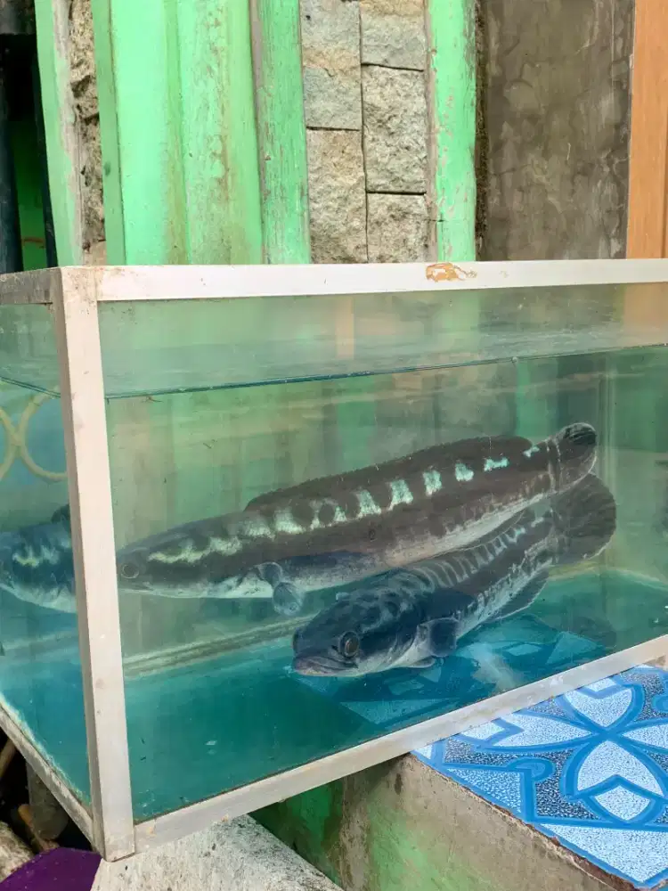 Ikan toman 40-43 cm