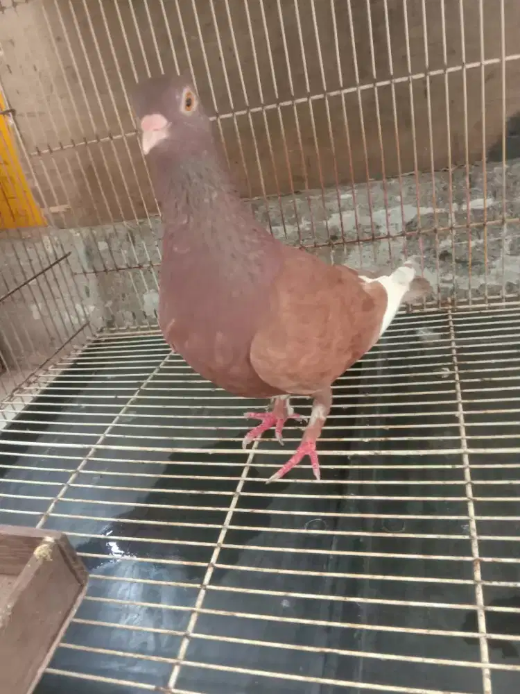 Burung dara merpati betina geber setingan player