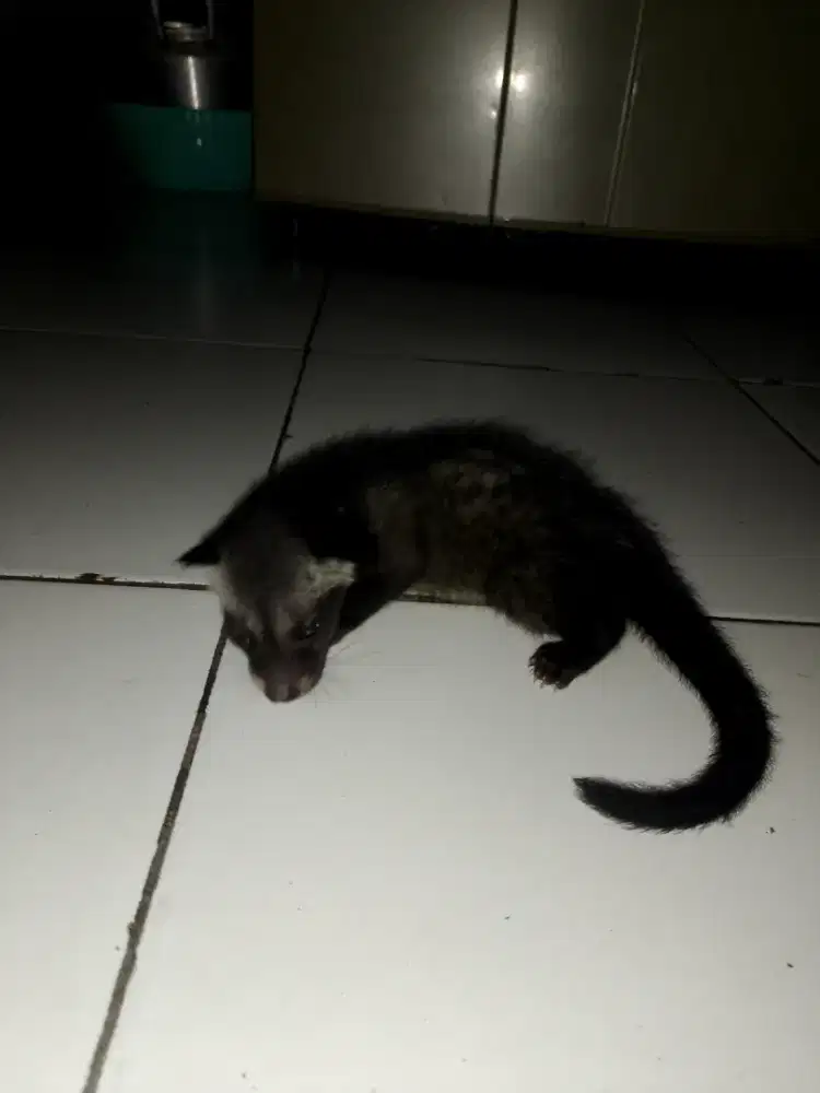 Bayi musang jinak hampir 1 bulan