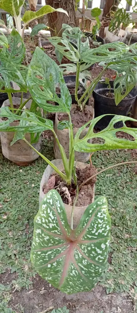 Tanaman Monstera atau Janda Bolong