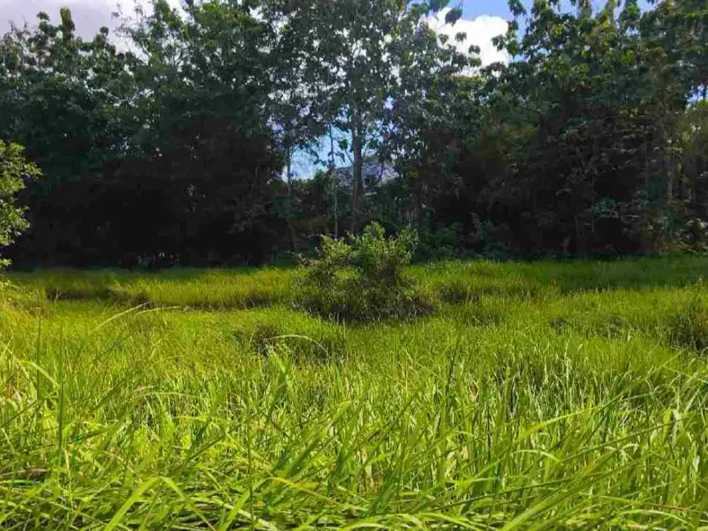 dijual tanah 10 are IDR 400 juta per are dekat poltekpar Bali STP nusa dua