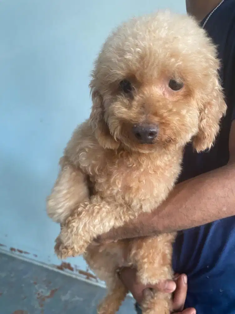 Indukan poodle 2 th