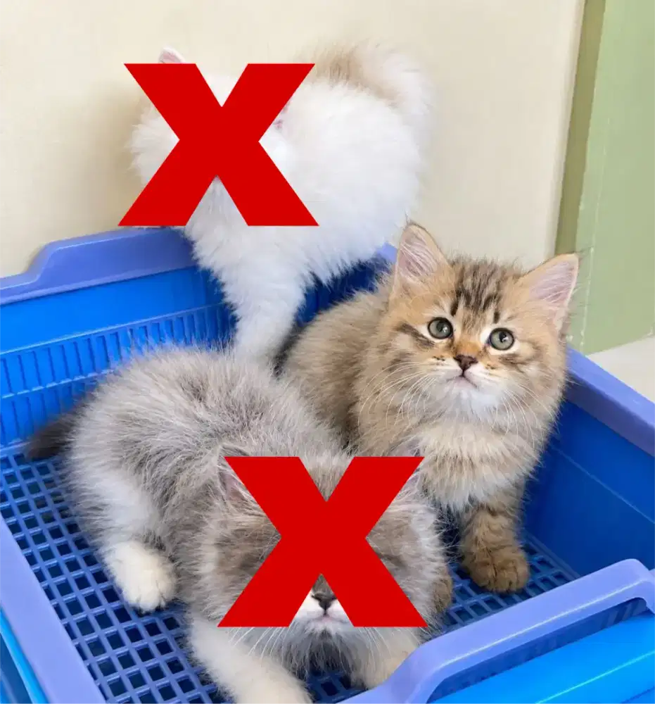 Persia white, tabby and ragdoll