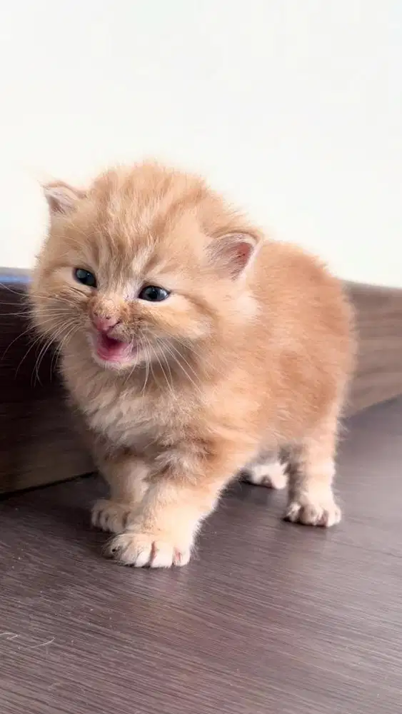 Kucing persia medium