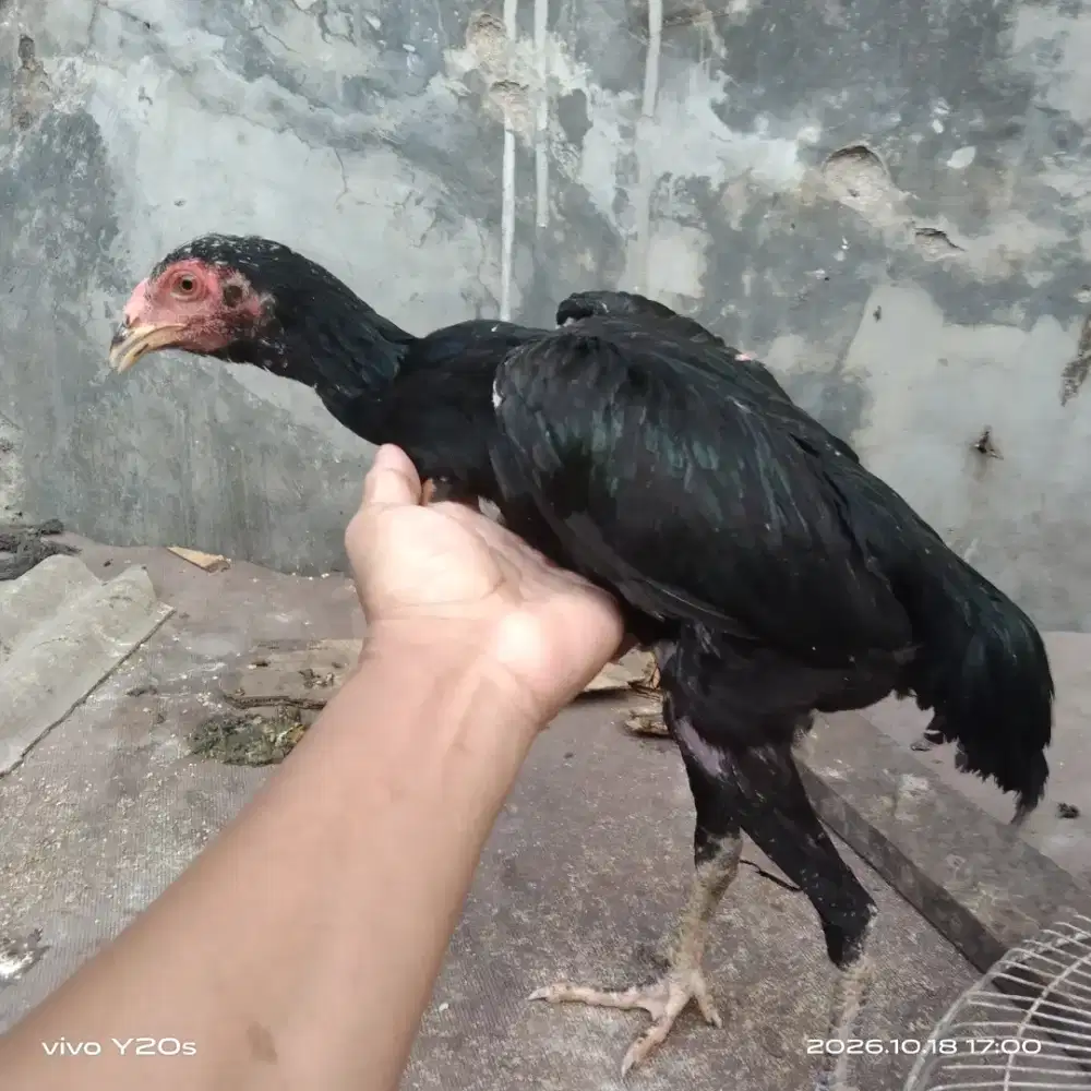 ayam bangkok betina