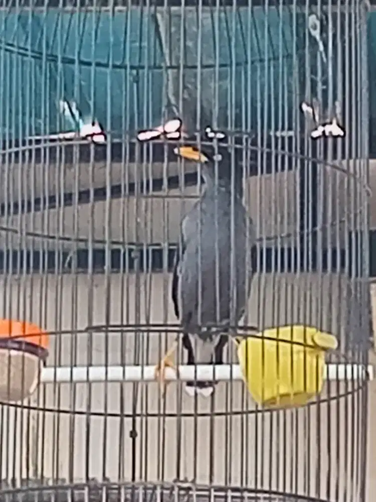 Jual burung jalak kebo
