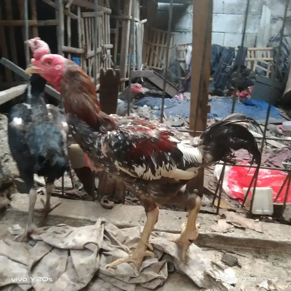 ayam jago bangkok
