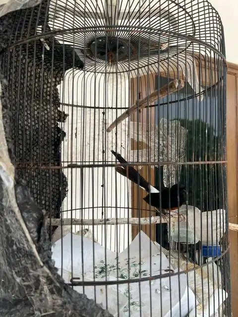 burung murai jantan gacor minus