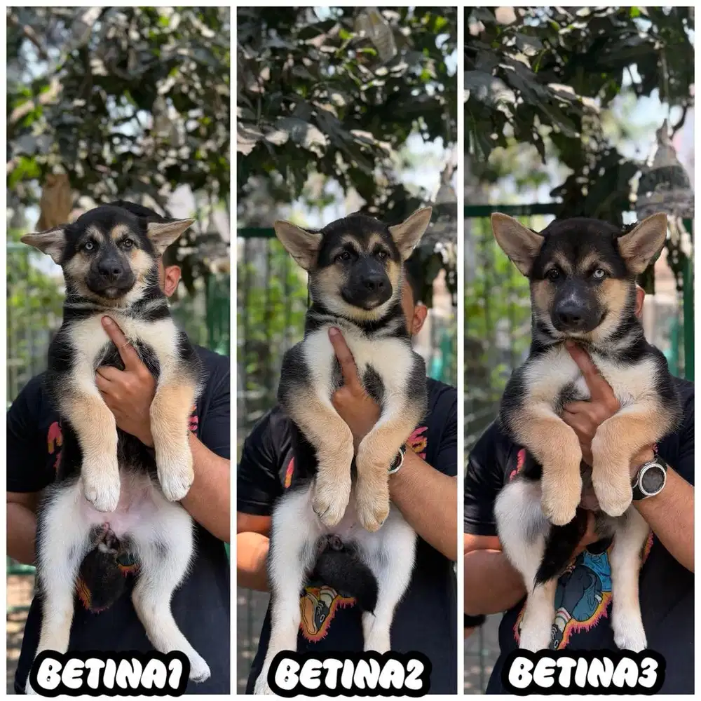 Herder Mix Husky super Quality