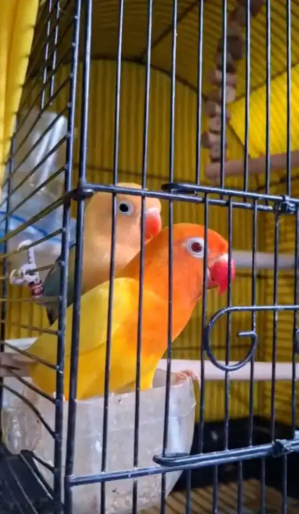 LOVEBIRD PASANGAN PRODUKSI -BIOLA AQUA X LUTINO MM