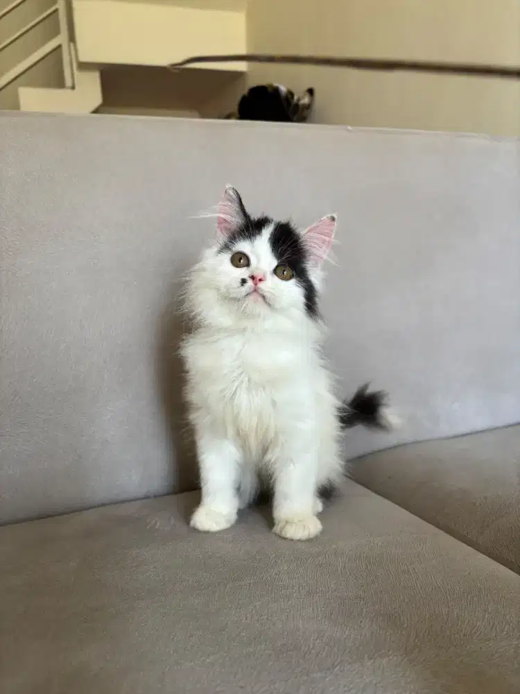mainecoon jantan kitten