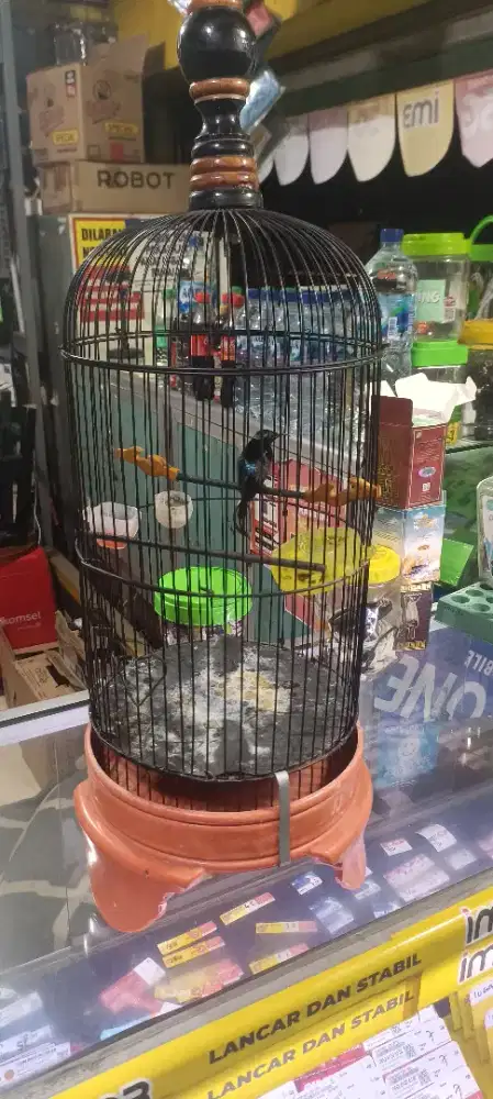 Mau nawarin burung Kolibri