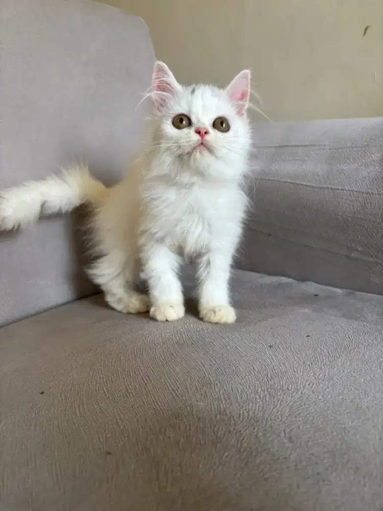 kitten flatnose betina