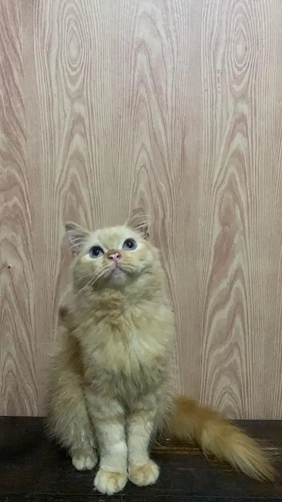 kucing persia kitten