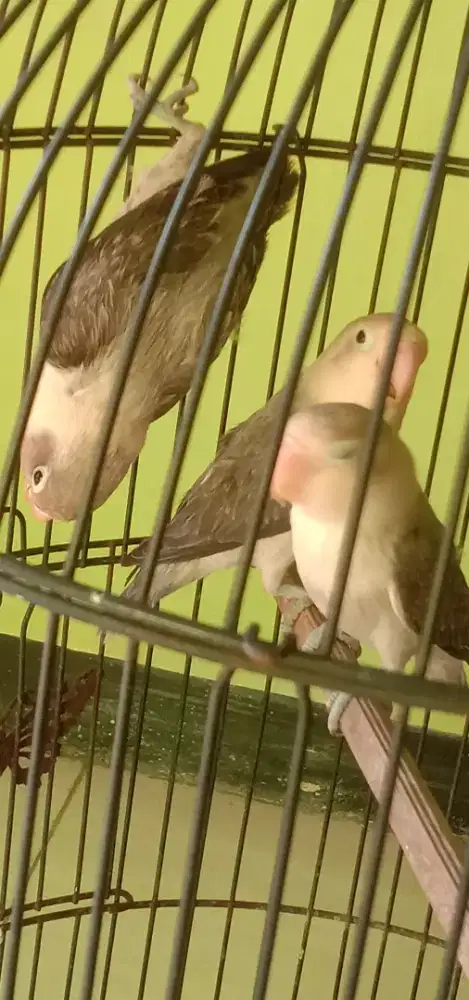Jual burung Lovebird biola seperti di gambar