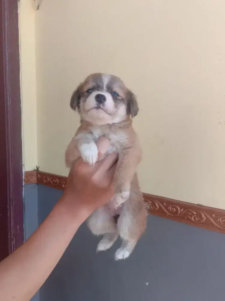anak anjing lucu