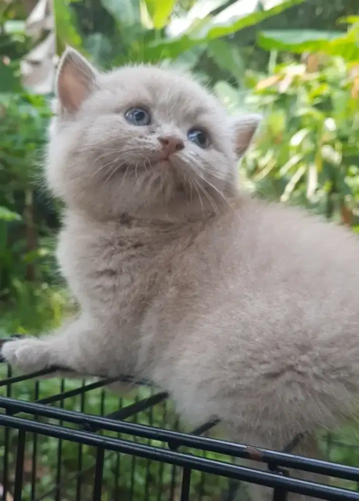 Kitten Brittish shorthair warna fawn