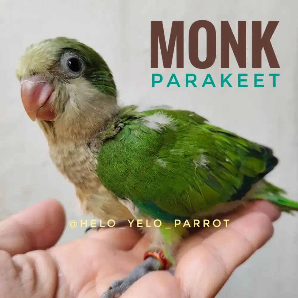Monk Parakeet / Quaker Parrot Hijau