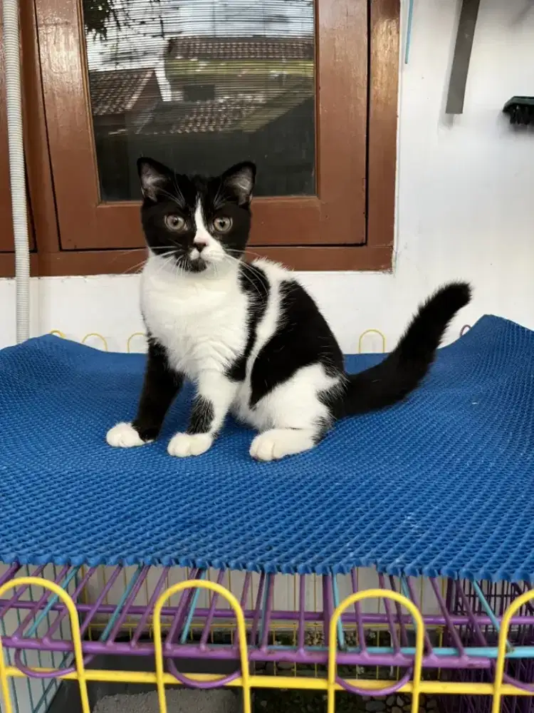 Kucing scotish kitten jantan dan betina