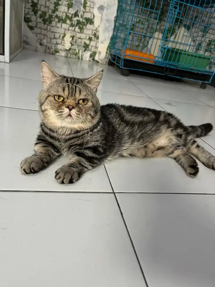Kucing munckin pejantan dewasa
