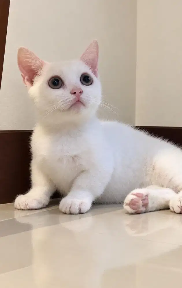 Kucing BSH Munchkin jantan