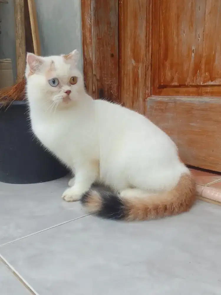 Kucing betina indukan Calico odd eye