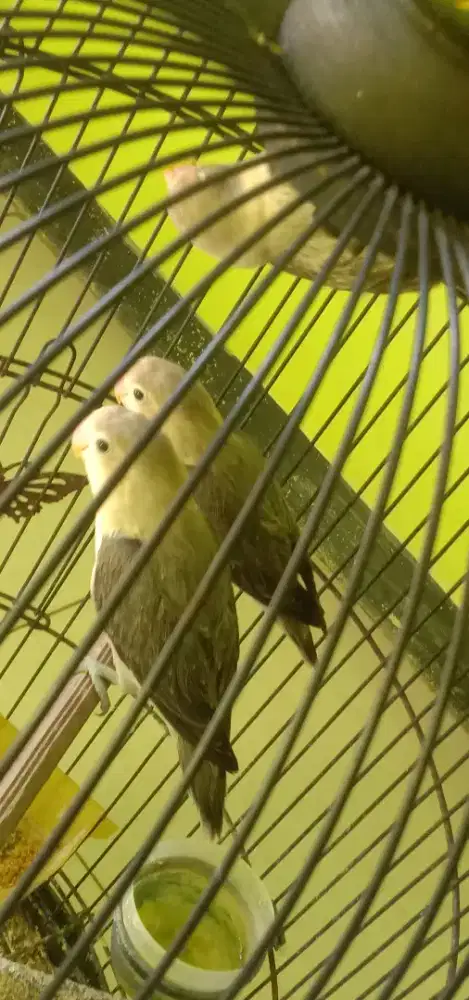 Di jual burung Lovebird biola Ewing dewasa semua