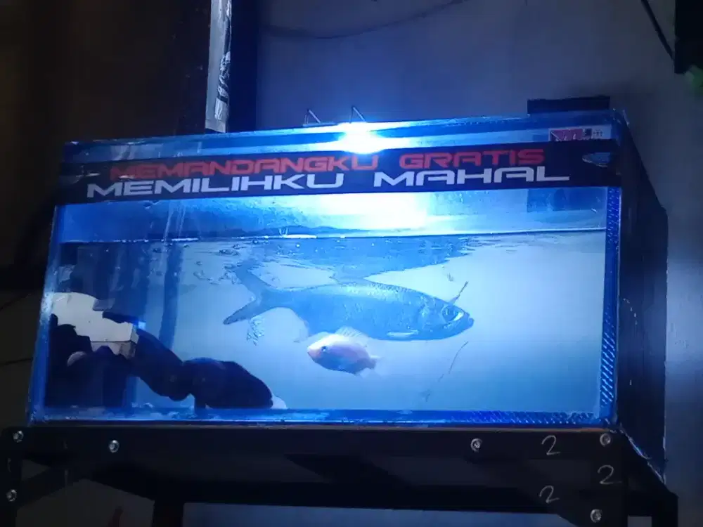 Ikan predator TARPON