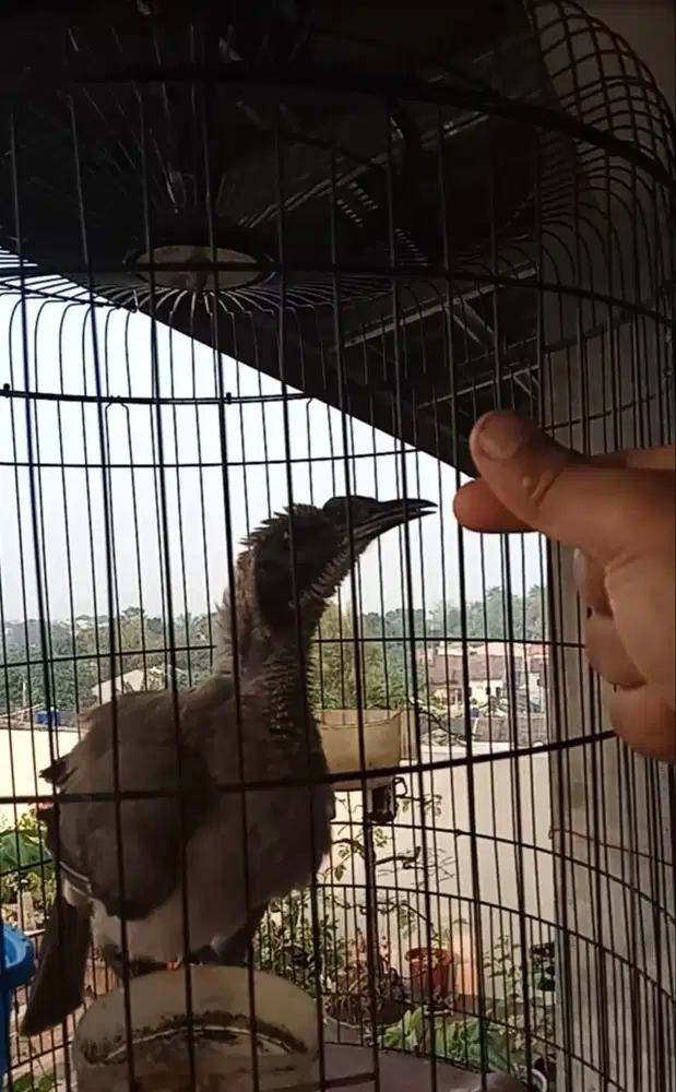 Burung suara lantang