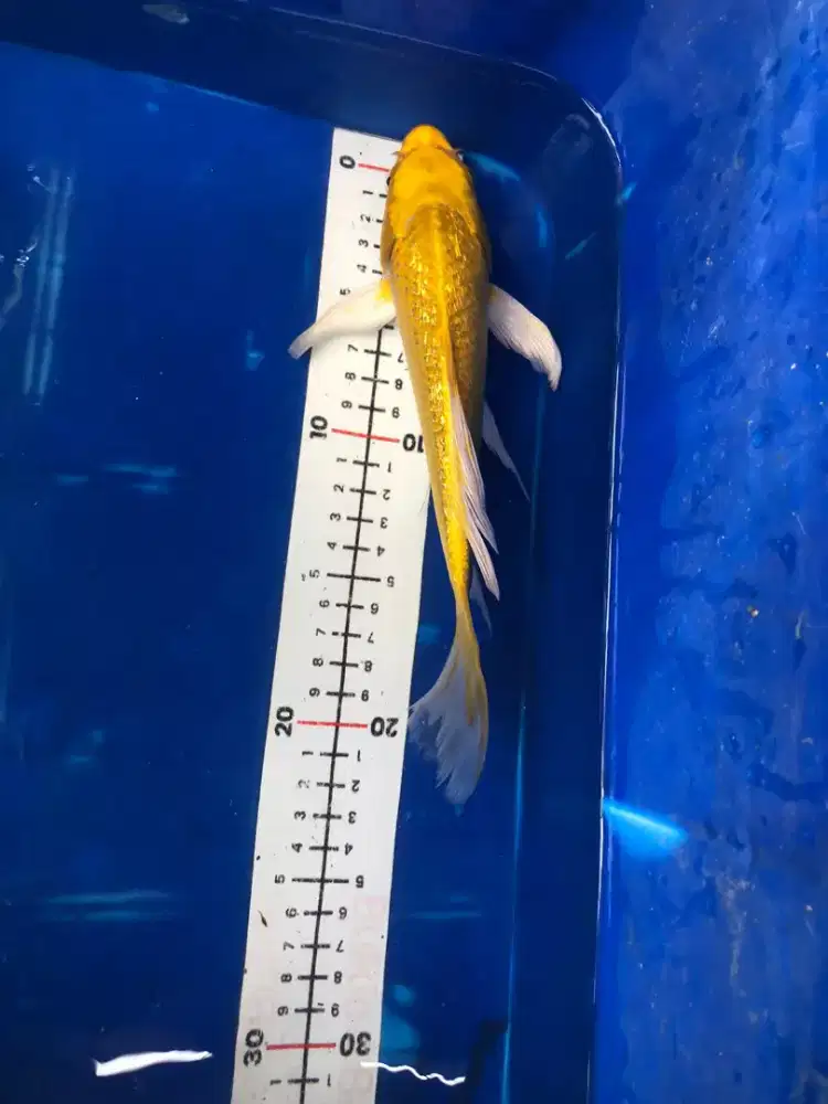 Ogon slayer/ biasa / ginrin 18-22 cm