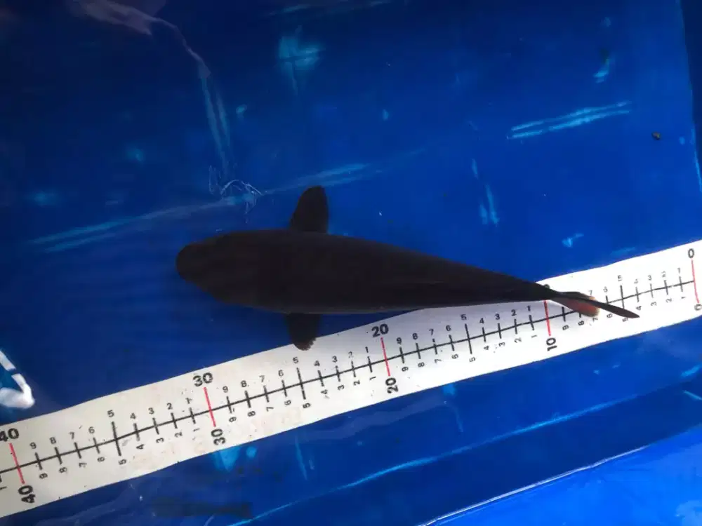 Koi Black karasu / hantum kolam
