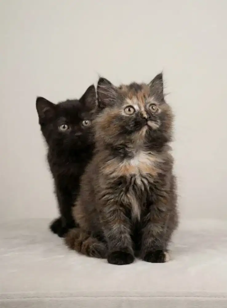 Sepasang BSH Black Jantan dan BLH Tortie Betina