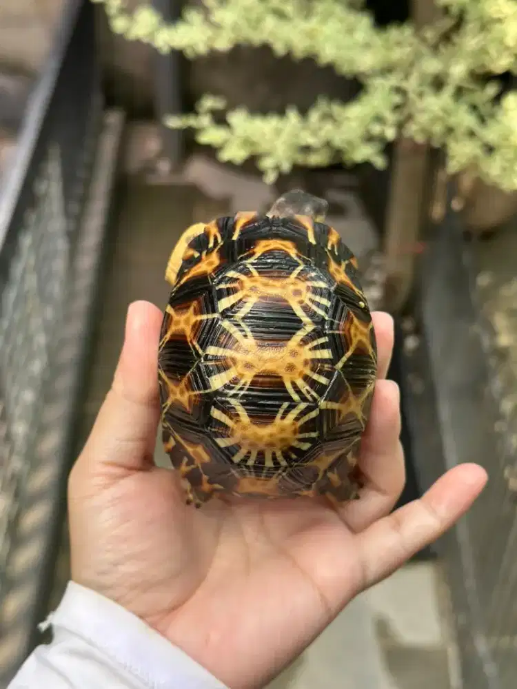 kura darat radiata 8,5-9cm cakep bundar