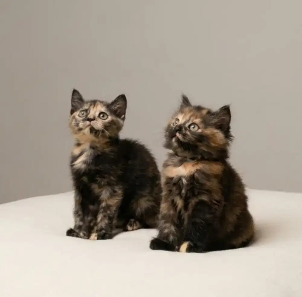 BSH Tortie dan BLH tortie Female
