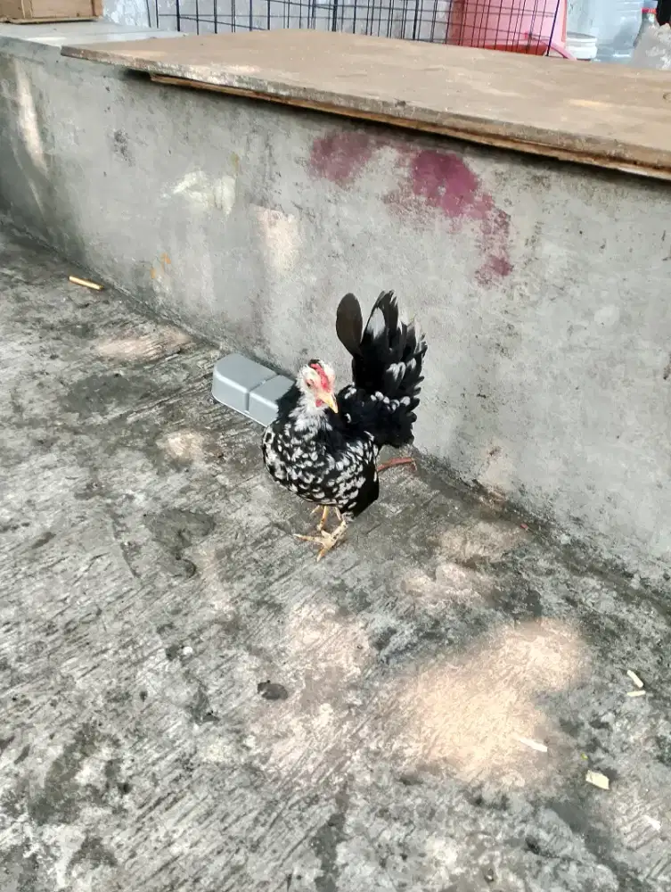 Ayam Serama betina