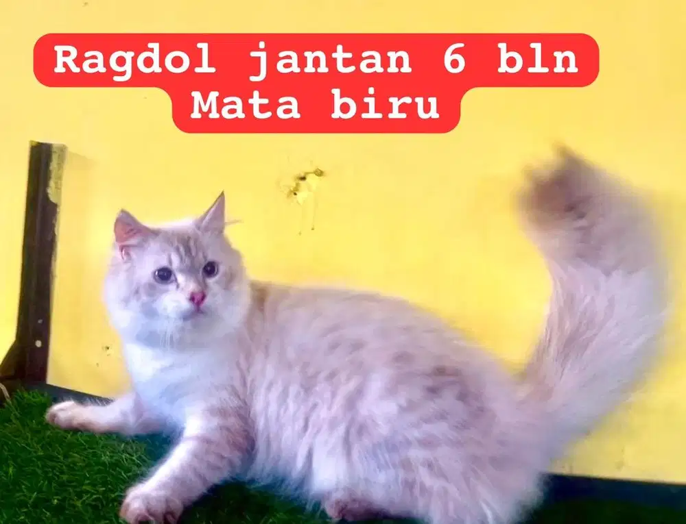Kucing ras ragdol persia mata biru